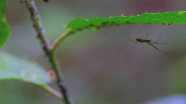  Aphids and Ants on Green Plant Stem &ndash; Macro View of Garden Pest Infestation