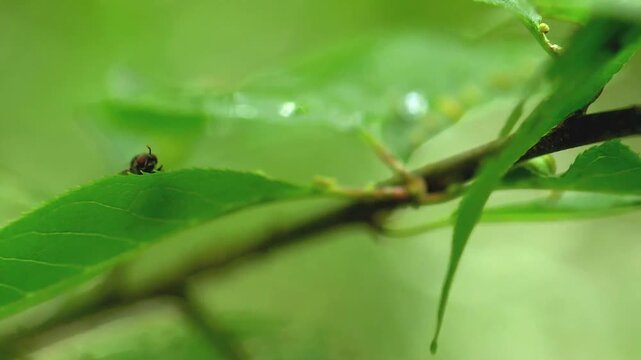 Small fly grooming itself on a swaying green leaf in the forest; conceptual for macro wildlife, insect behavior, and environmental biodiversity