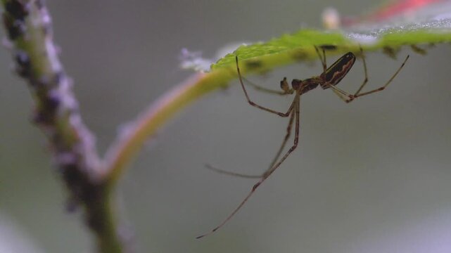 Slender long-legged spider stalking a dense colony of aphids on a plant stem; conceptual for natural pest control, predator and prey interactions, and garden ecosystem biodiversity