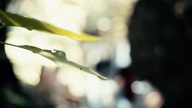 Details of organic leaf textures in a lush forest.