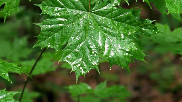 Wet green maple leaf covered in raindrops after a summer shower in the forest; conceptual for environmental purity, fresh rainy weather, and botanical ecology