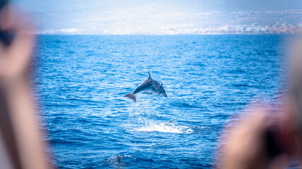 Spectacular action shot of a wild bottlenose dolphin breaching and jumping high out of the deep blue Atlantic ocean water. © Dniel