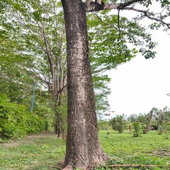 Fototapeta premium A tall old green tree with dense foliage standing in a park under a bright sky