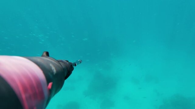 The process of underwater hunting using a spear gun. The water is clear, and fish are visible around rocks. The spear gun is used to aim and shoot.