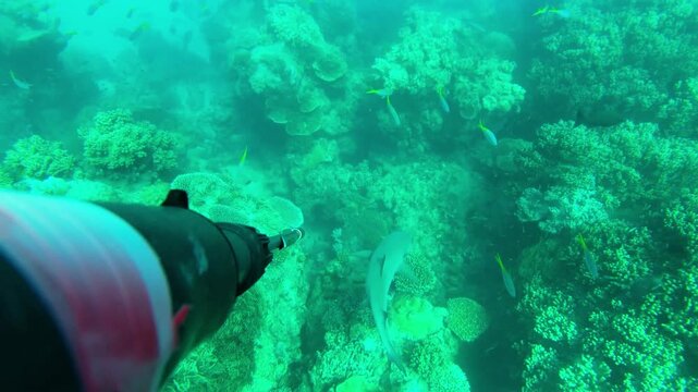A diver explores clear waters while hunting sharks with a spear gun close to vibrant coral reefs. The diver aims carefully, looking for the right moment to strike.