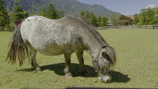 A Shetland pony grazing peacefully on a green grassy field under bright sunlight. The small horse is enjoying fresh grass in a tranquil rural setting surrounded by natural scenery
