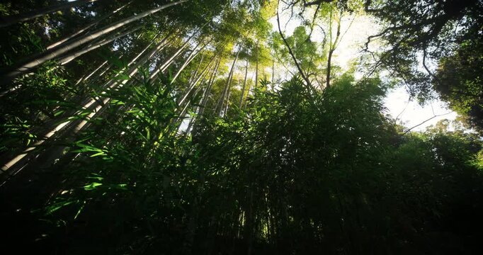 Beautiful bamboo grove with sunlight peeking through - low, cinematic shot