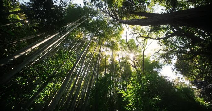 Cinematic silhouette of majestic bamboo grove and trees in Japan - low shot