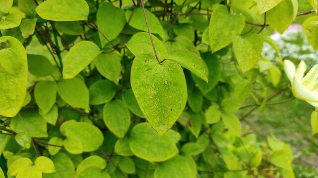 Raindrops on green leaves №2