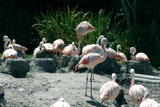 Grupo de flamencos en su h&aacute;bitat