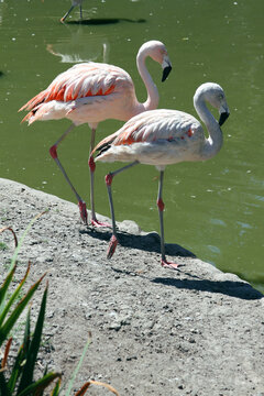 Dos flamencos en su h&aacute;bitat
