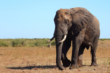 Fototapeta premium Afrikanischer Elefant / African elephant / Loxodonta africana