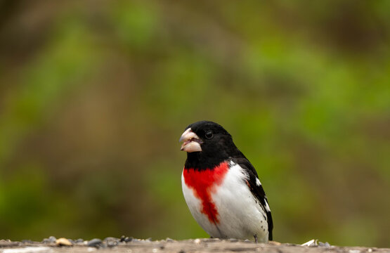 Grosbeak 