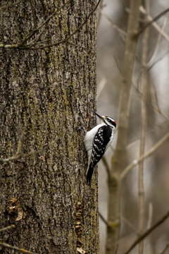 woodpecker on tree