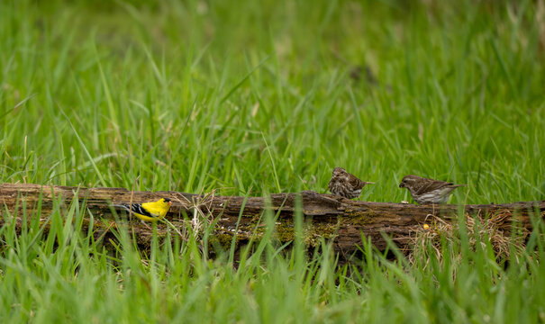 birds on a log 