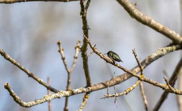 hummingbird sitting in tree