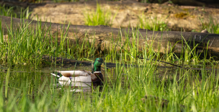 duck on the water