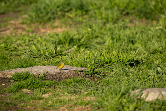 bird on a grass