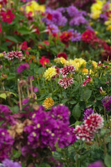 Obraz premium Flowers