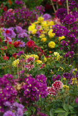 Obraz premium Flowers
