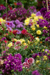 Fototapeta premium Flowers