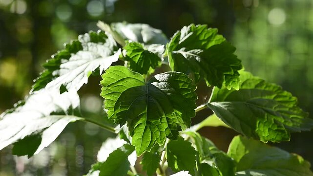 Pogostemon cablin (Blanco) Benth. or Patchouli branch green leaves on cool light background.