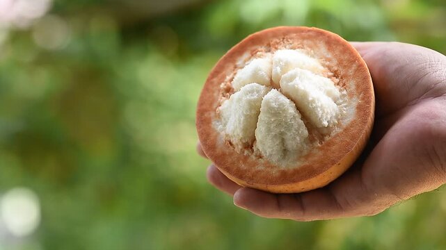 Santol or Sandoricum koetjape (Burm. f.) Merr. fruits in hands on natural background.