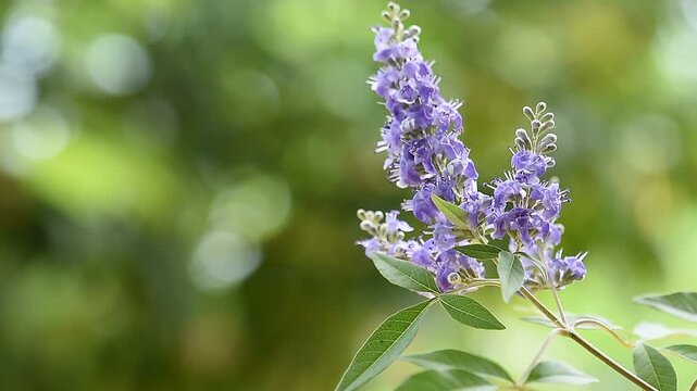 Chasteberry or Vitex agnus-castus branch flowers on natural background.