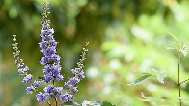 Chasteberry or Vitex agnus-castus branch flowers on natural background.