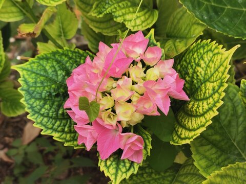 Photo dune fleur rose d'hortensia &eacute;clair&eacute; par le soleil qui fleurit sur son arbuste 