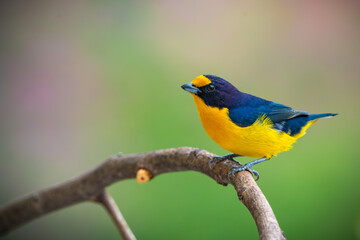 Fototapeta premium Violaceous Euphonia 
