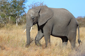 Fototapeta premium Afrikanischer Elefant / African elephant / Loxodonta africana