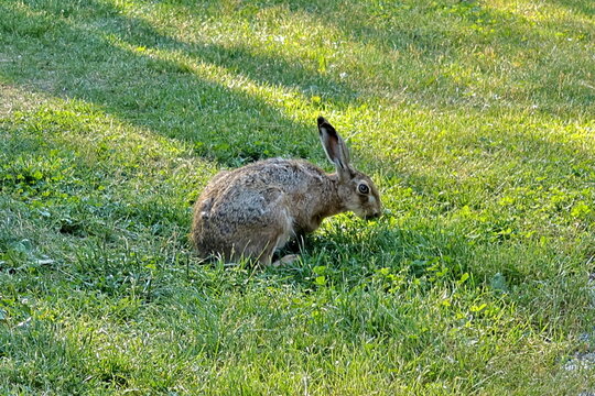 Feldhase auf einer Wiese im Fr&uuml;hling