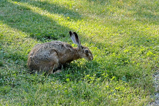 Feldhase auf einer Wiese im Fr&uuml;hling