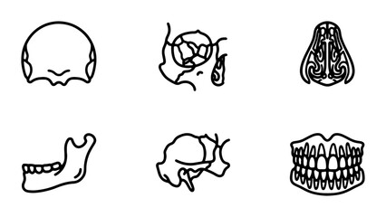 Human Anatomy Icons Set: Skull, Nasal Cavity, Jaw, Teeth, Medical Illustrations © Anika