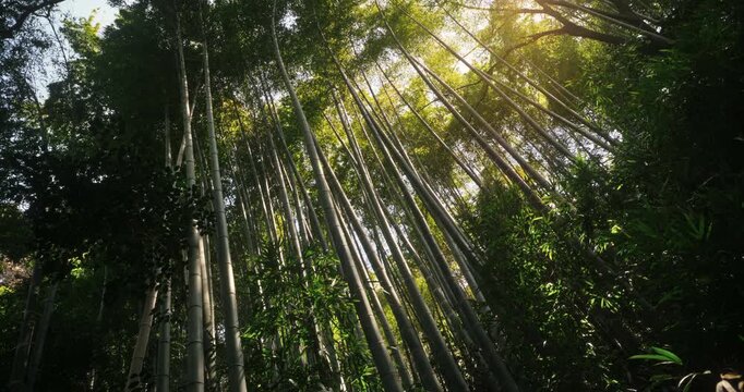 Little boy hiking through majestic bamboo thicket as sun peeks through - steady cam tilt shot