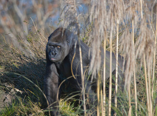 western lowland gorilla in long grass © paultate