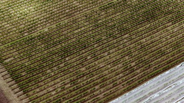 Covered rows of vineyard plants in Tamar valley wineries of Tasmania aerial top down view.