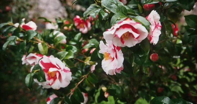 Gorgeous white and red flowers - closeup moving shot