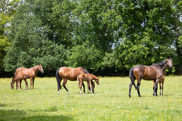 Obraz premium Beautiful mares with young foals grazing on a green summer meadow