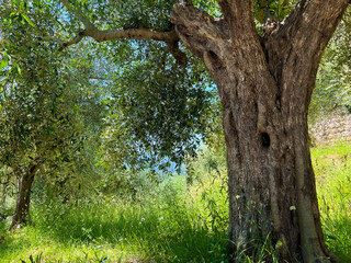 Fototapeta premium Lush Tree Landscape Photo