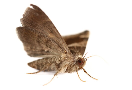 Passenger, moth with geometric pattern on wings, Dysgonia algira, isolated on white background, side view