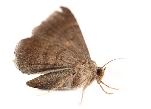 Passenger, moth with geometric pattern on wings, Dysgonia algira, isolated on white background, side view