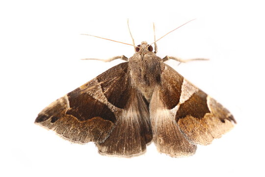 Passenger, moth with geometric pattern on wings, Dysgonia algira, isolated on white background, top view