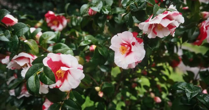 Mix of red and white flowers - closeup shot