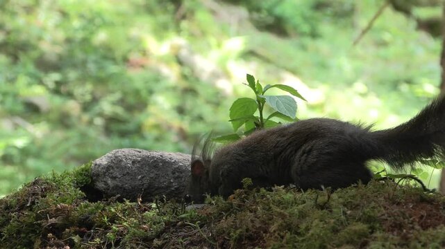Red Squirrel Drinking Water in the Lombard Orobie Alps, Italy