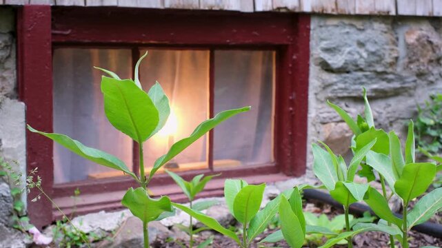 Warm glowing light inside a stone wall cellar window with green plants swaying in foreground