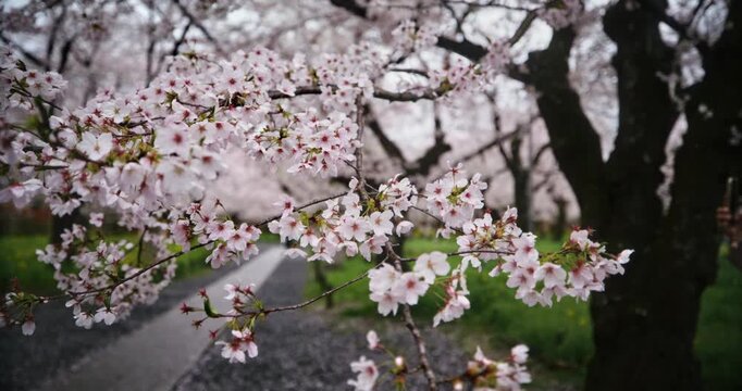 Spring cherry blossoms on hanging branch - slow motion closeup shot