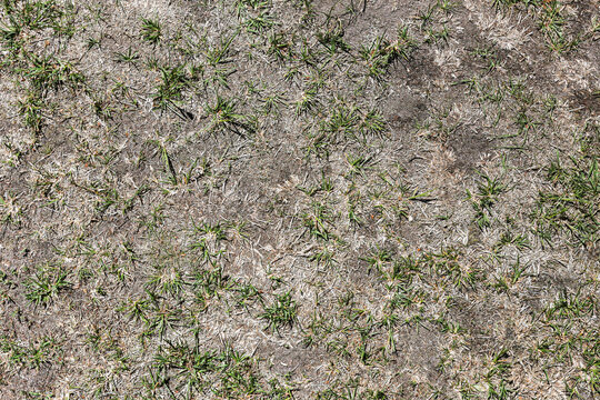 Dry grass and sparse vegetation texture. Drought affected ground surface. Patchy lawn background with soil and scattered green blades. Environmental stress concept on damaged yard.