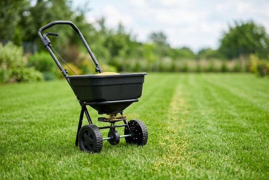 Broadcast spreader distributing grass seed on green summer lawn